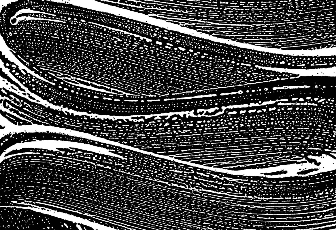 Eco-Friendly Car Washing in Coquitlam What We Do Behind the Scenes